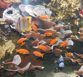 Sea Life London Aquarium